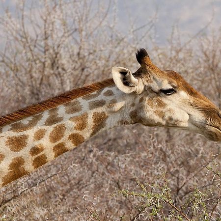 Вілла Gabus Game Ranch Otavi Екстер'єр фото