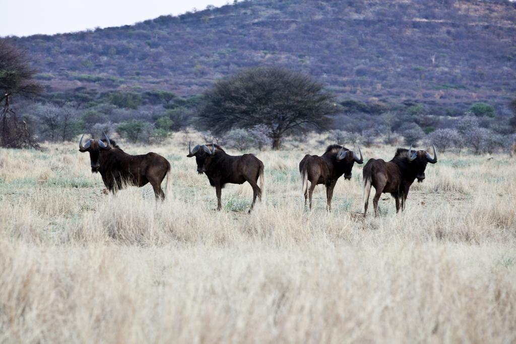 Вілла Gabus Game Ranch Otavi Екстер'єр фото