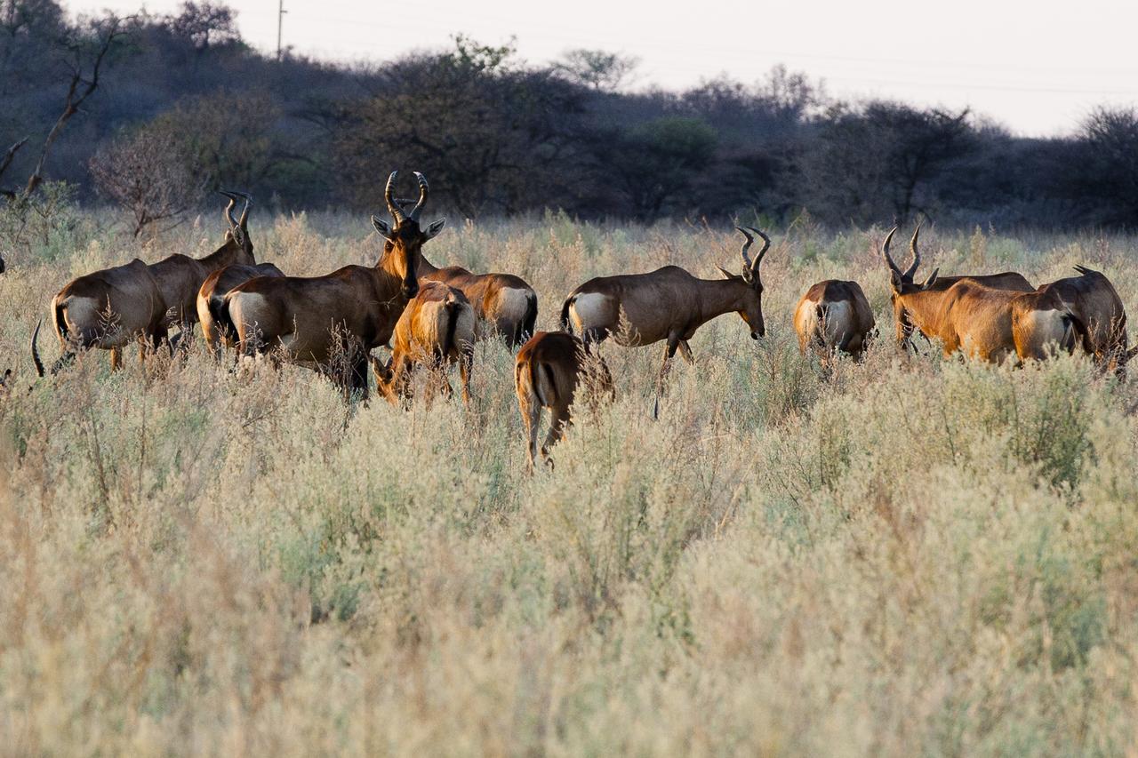 Вілла Gabus Game Ranch Otavi Екстер'єр фото