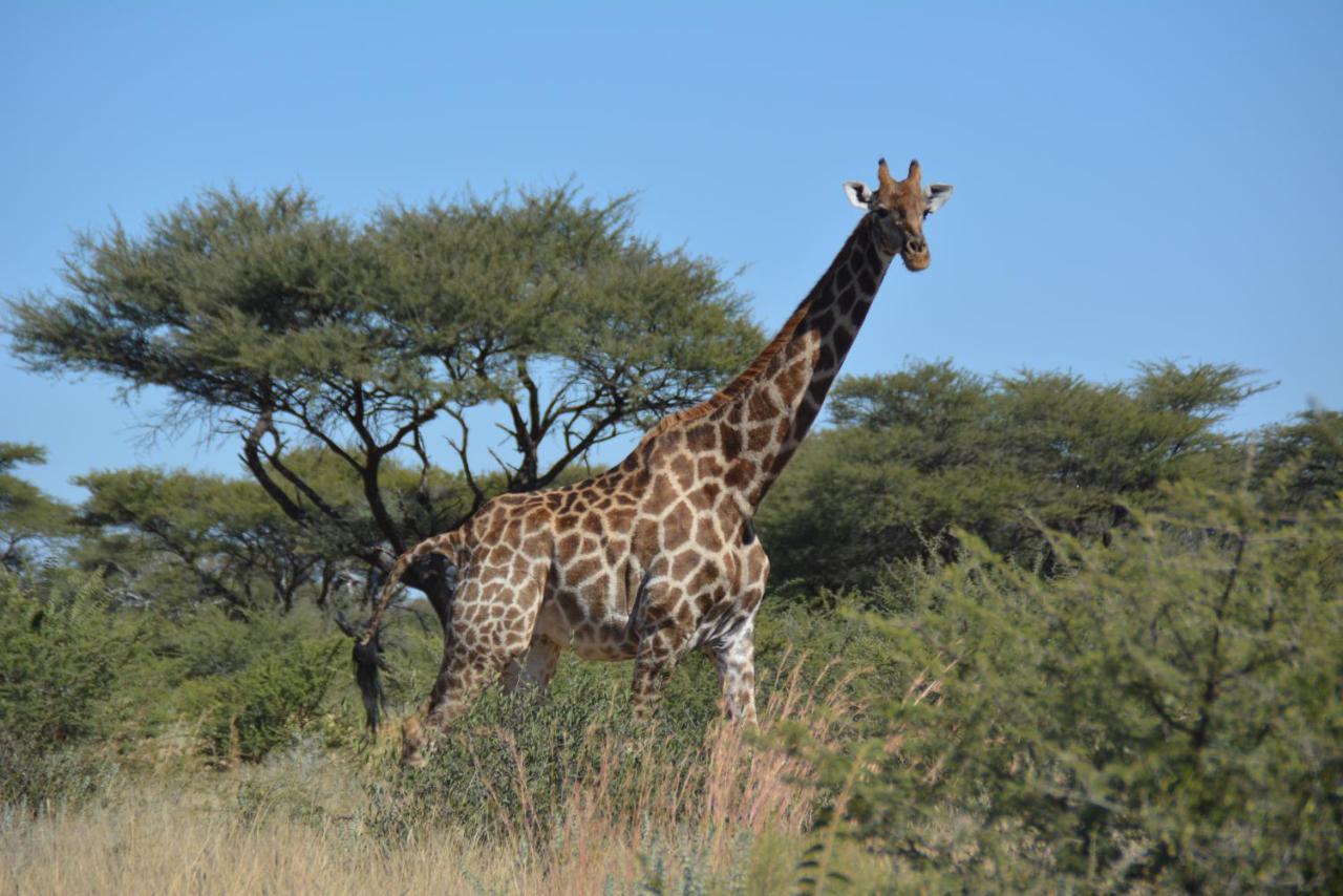 Вілла Gabus Game Ranch Otavi Екстер'єр фото