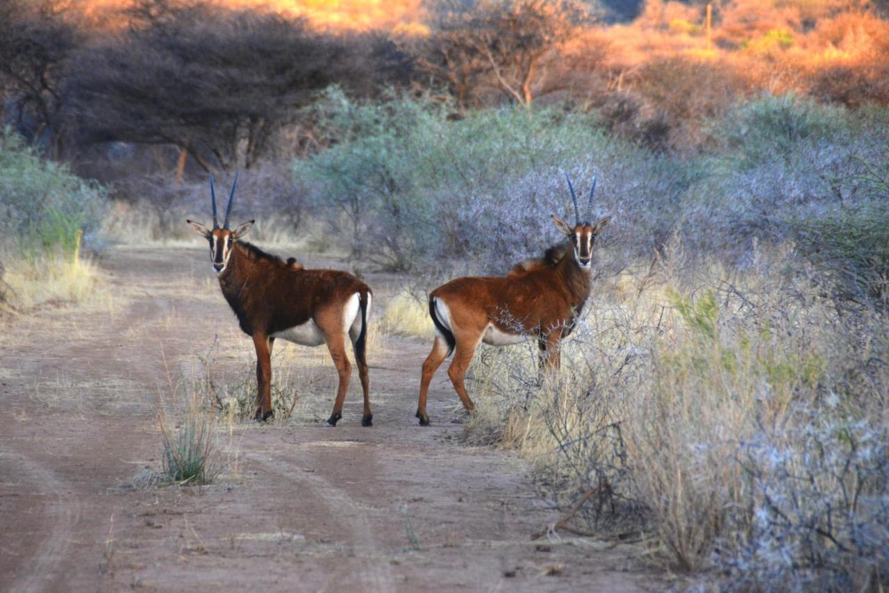 Вілла Gabus Game Ranch Otavi Екстер'єр фото