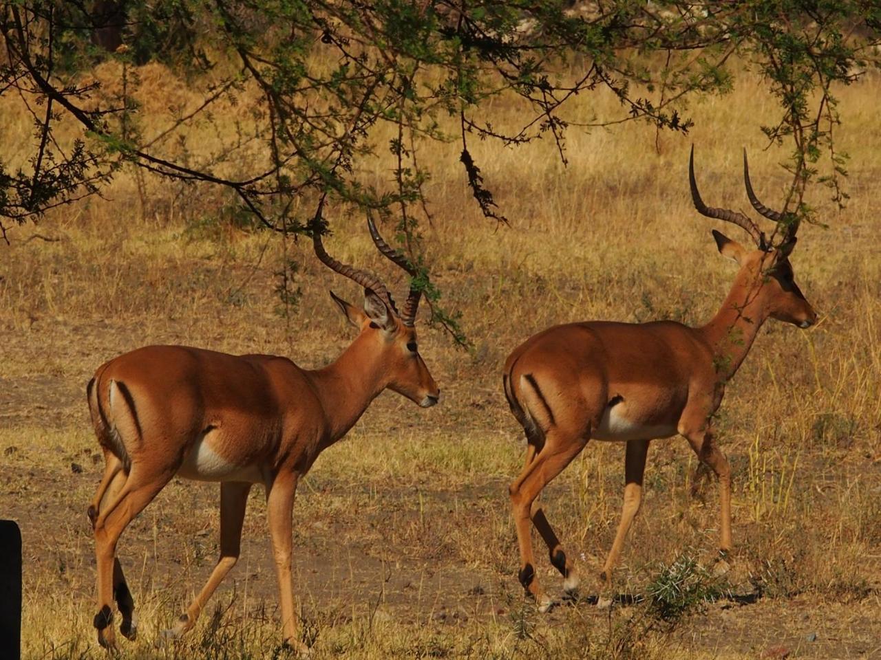 Вілла Gabus Game Ranch Otavi Екстер'єр фото